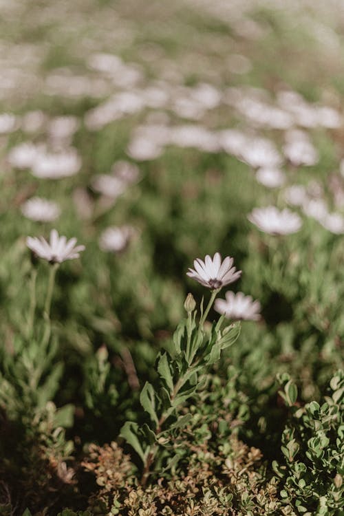 White Flowers on a Field in Close-up Photography