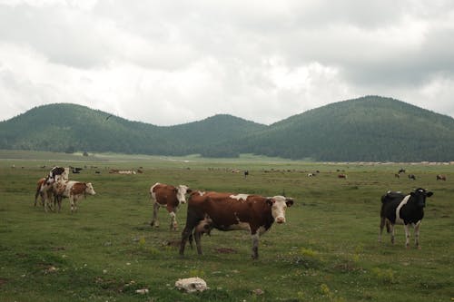 Gratuit Imagine de stoc gratuită din animale domestice, bovine, câmp Fotografie de stoc