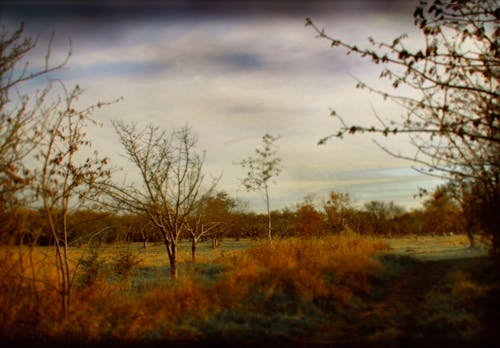 Autumnal Rural Landscape 