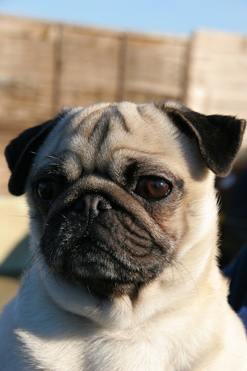 A Close-Up Shot of a Pug