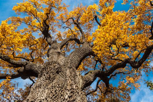 Free Stunning low angle view of a towering oak tree with vibrant autumn leaves against a clear blue sky. Stock Photo