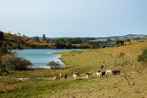 夏天, 奶牛, 家畜 的 免费素材图片