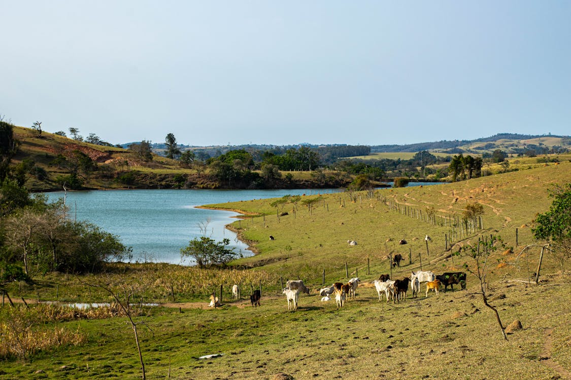 View of Cows on a Pasture near a Body of Water 
