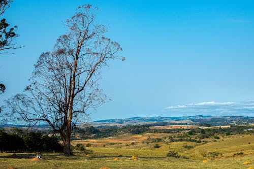 Бесплатное стоковое фото с árvore, landascape, montanha