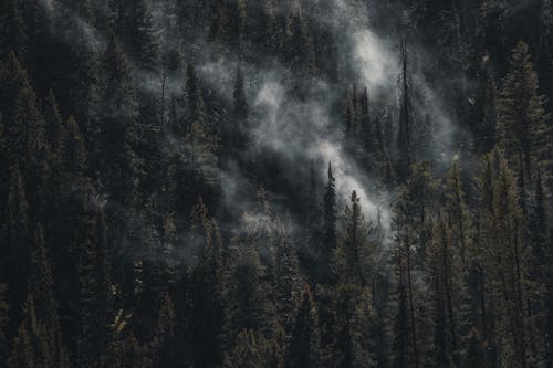 山丘, 森林, 樹木 的 免费素材图片
