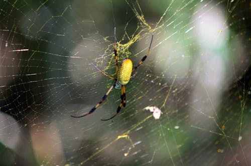 Yellow Spider's Yellow Web