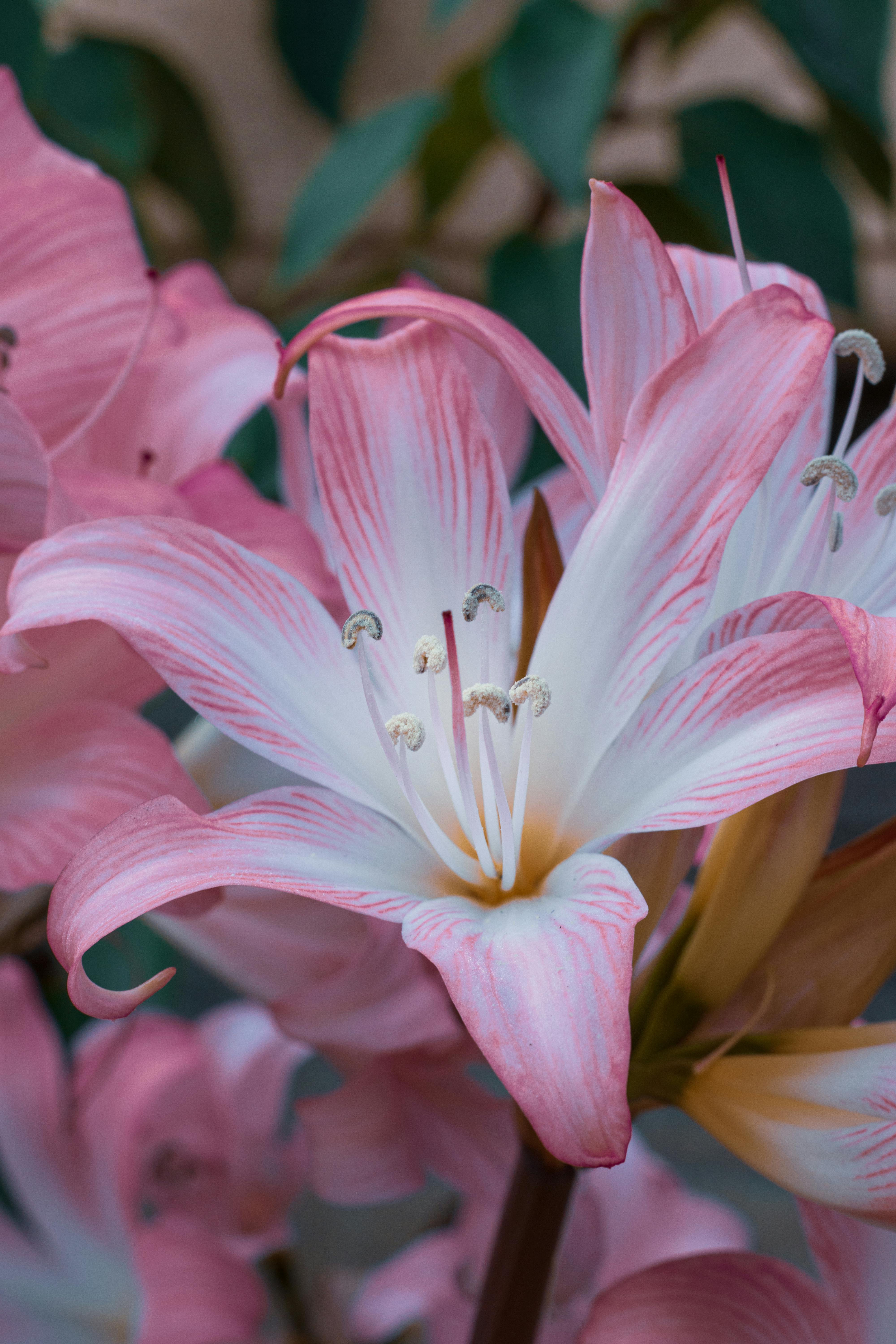 A CloseUp Shot of Jersey Lilies in Bloom · Free Stock Photo