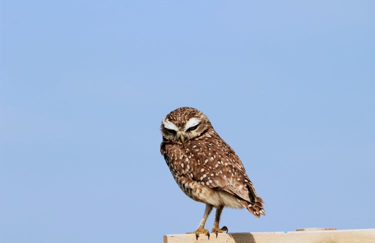 A Burrowing Owl Under A Blue Sky