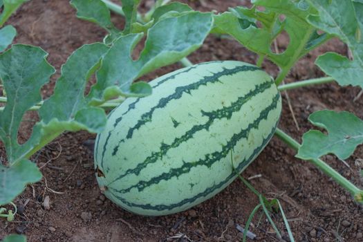 Green and White Oval Fruit