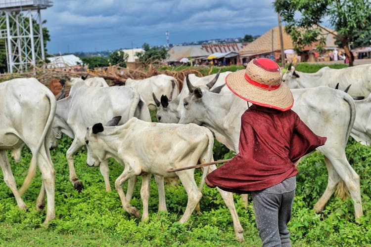 A Child Herding Cattle