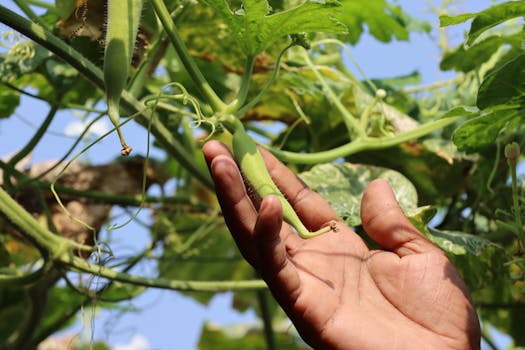 okra image 4