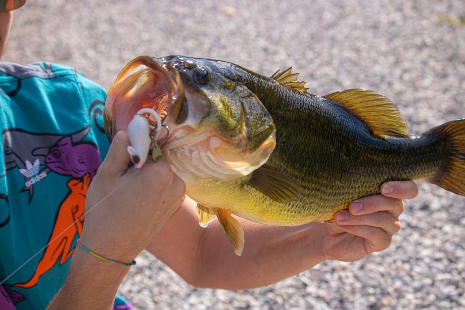 Mastering Bass Fishing in Tidal Waters: Key Techniques and Tips