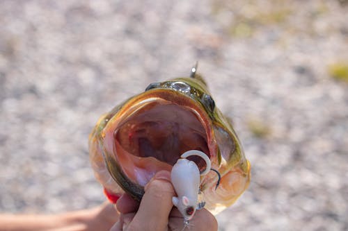 A Close-Up Shot of a Hooked Fish