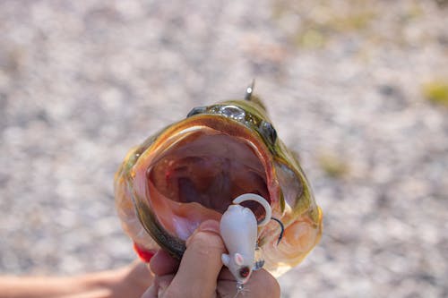 Kostenloses Stock Foto zu angelzubehör, fisch, haken