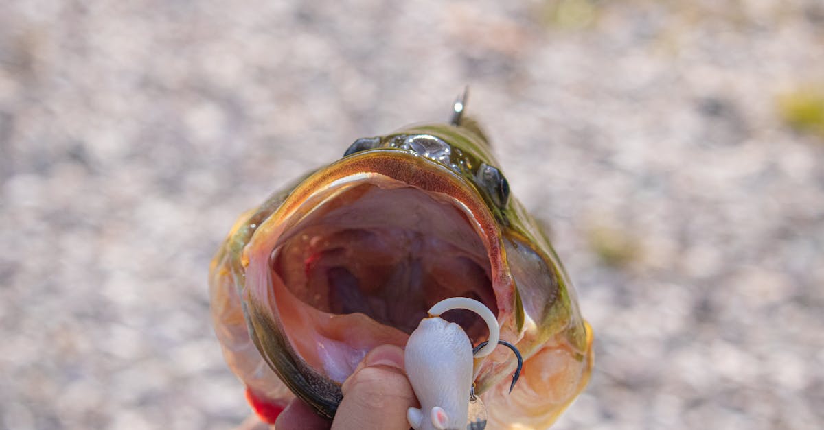 How Angler Fishing Is Evolving in the Current Climate