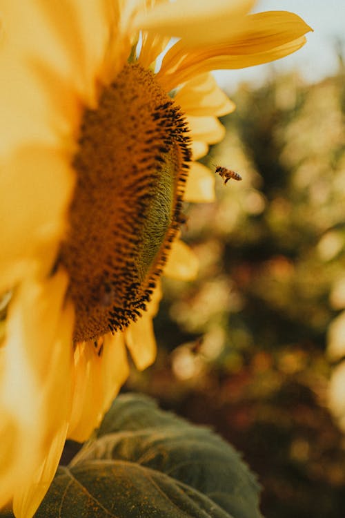 Gratis stockfoto met bestuiven, bij, bloeiend