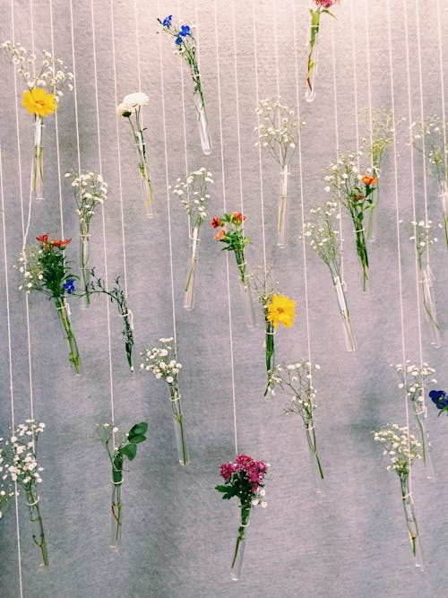 Gratis arkivbilde med blomster, blomsterblad, blomstre