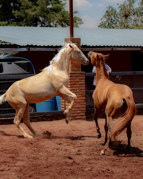 Gratis lagerfoto af brun hest, dyrefotografering, equus Lagerfoto