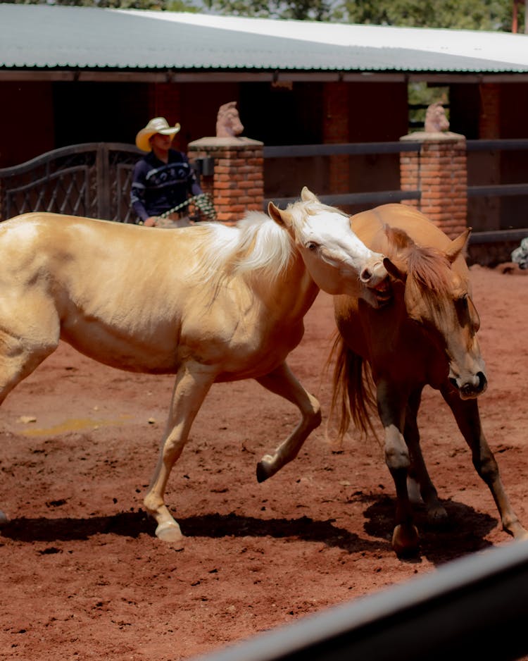 Horses Running In A Paddock