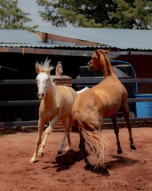 Horses in the Farm Paddock