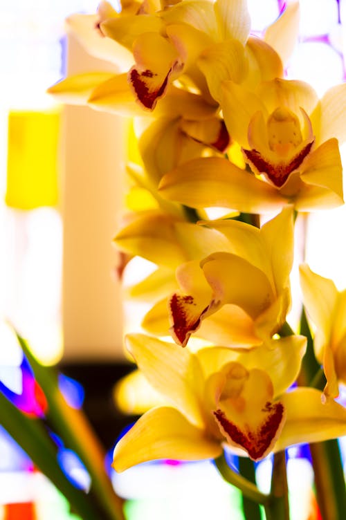 Gratis arkivbilde med blomsterfotografering, gul, vakker blomst
