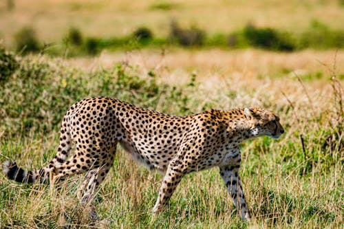 Cheetah Walking on Grass Field