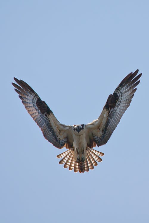 Osprey