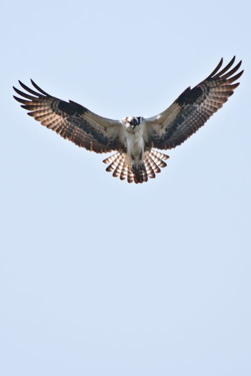 Osprey