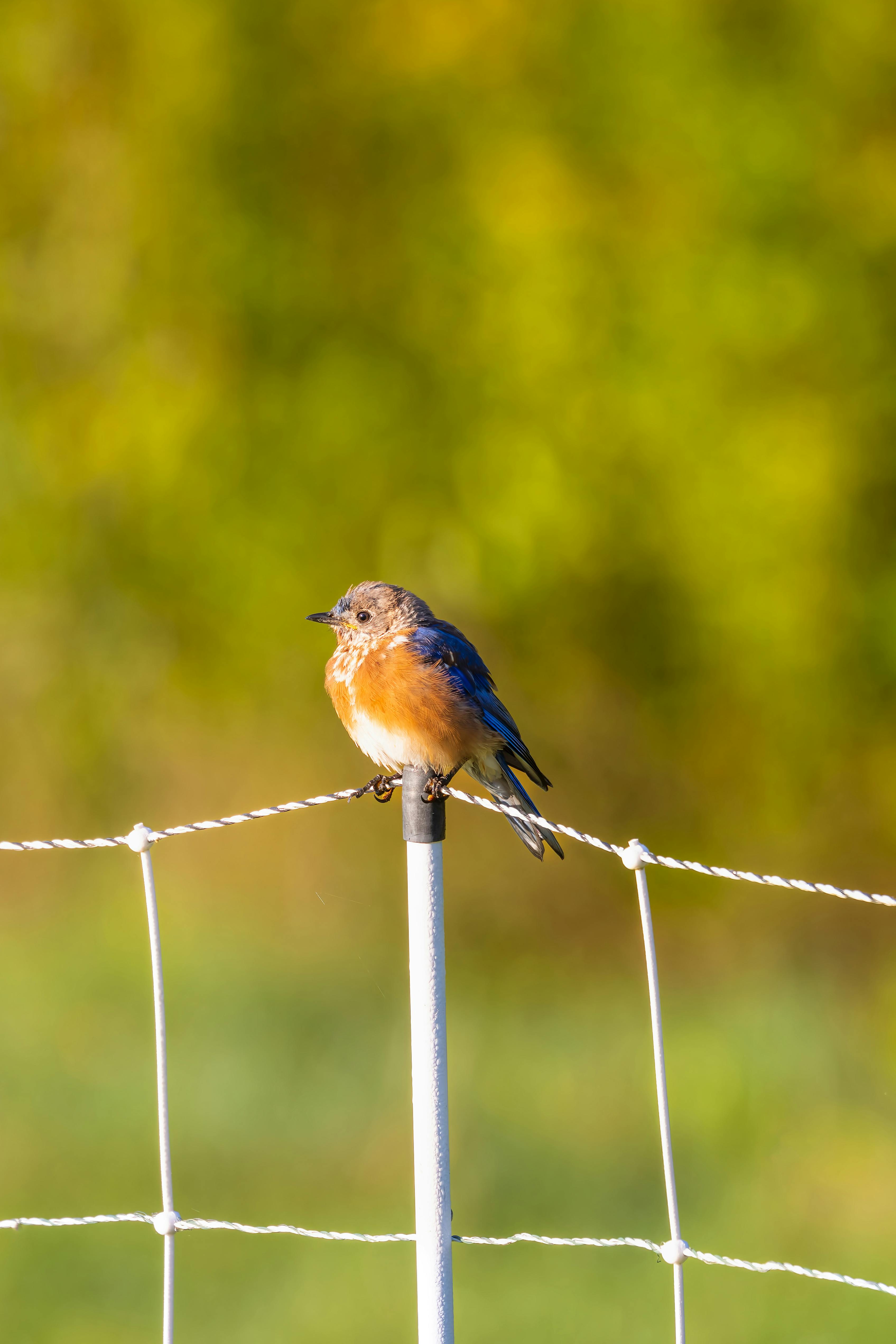 bird-80s-photos-download-free-bird-80s-stock-photos-hd-images