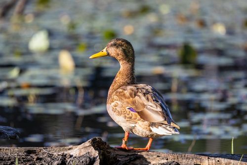 Free A mallard duck stands gracefully on a log by the water in Sudbury, MA, in the sunlight. Stock Photo