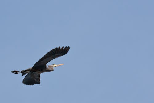 Heron