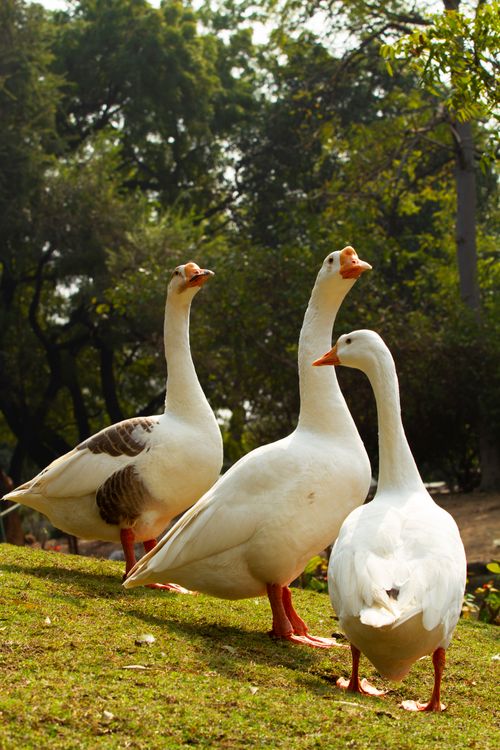 Free Three ducks stand on grassy terrain with trees in the background, creating a serene outdoor scene. Stock Photo