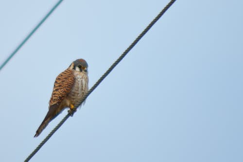 Ingyenes stockfotó kestrel ácsorog, madár a drót, rúdon ülés témában