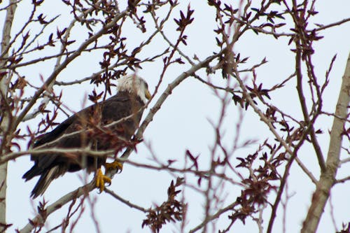 Bald Eagle