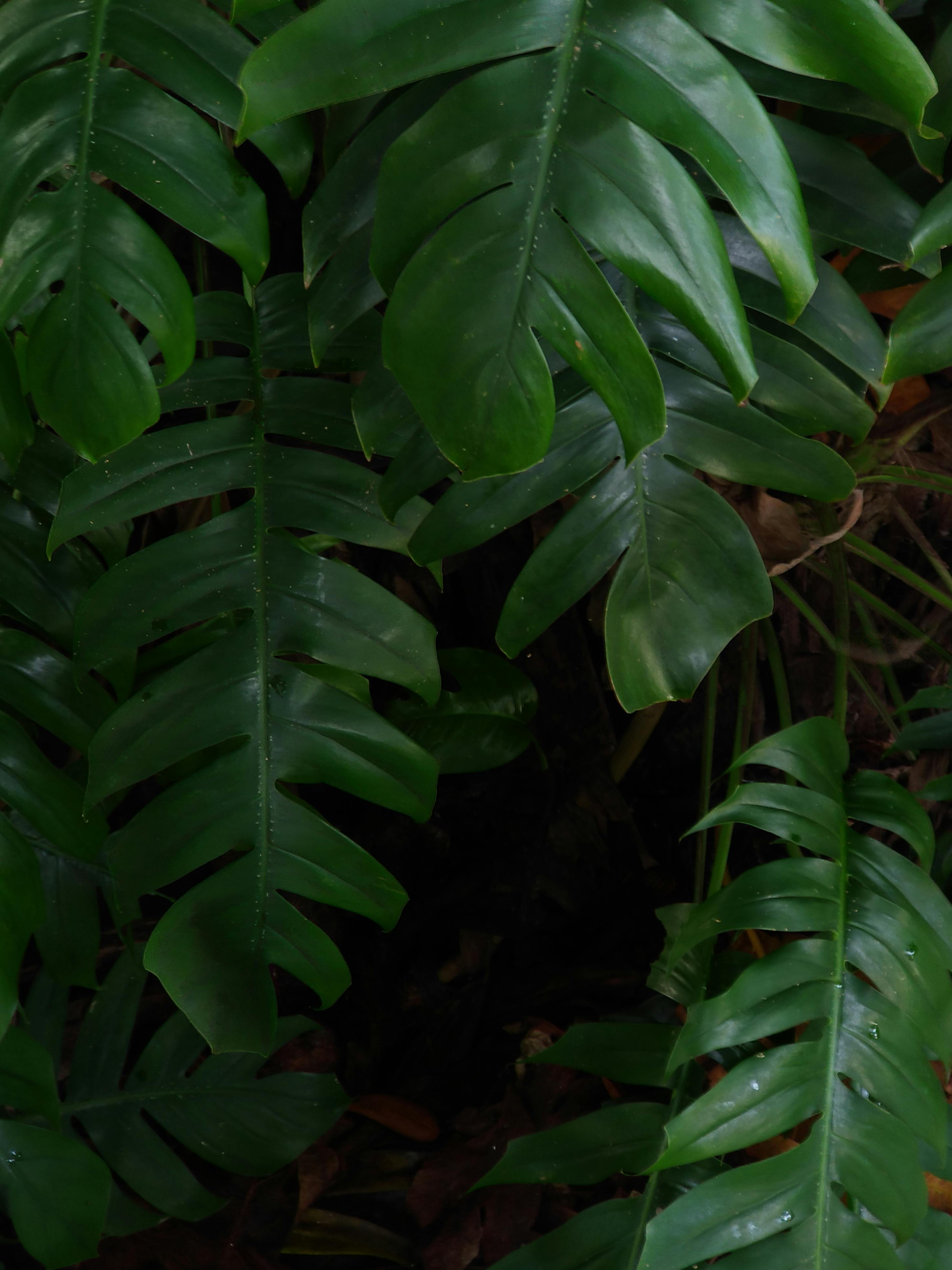 Free stock photo of Big leaf, leaf, tropical