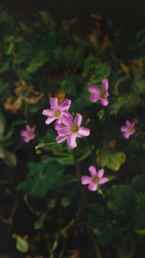 grátis Foto profissional grátis de azedinha rosa, flora, floração Foto profissional