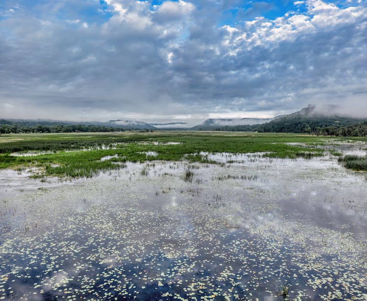 A Wetland Under A Cloudy Sky