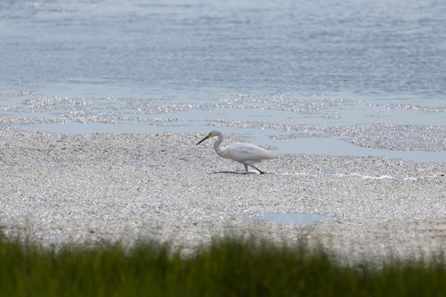 Free A great egret walking along the shimmering shore in Newburyport, MA. Stock Photo