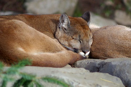 Ingyenes stockfotó hegyi oroszlán, puma, puma alszik témában