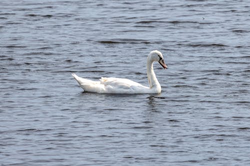 Free White Swan on Body of Water Stock Photo