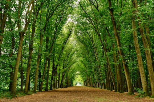 Kostnadsfri bild av fallna löv, höga träd, park