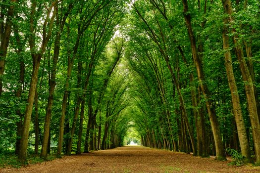 A serene park pathway shaded by tall trees creating a lush green canopy.