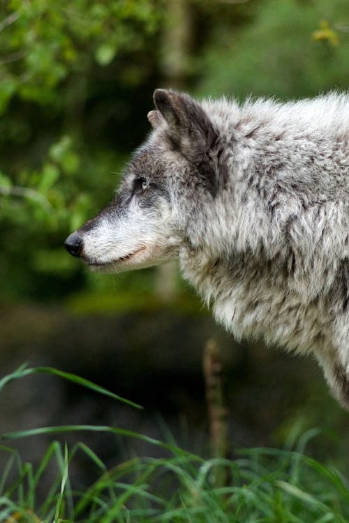 A Close-Up Shot of a Wolf
