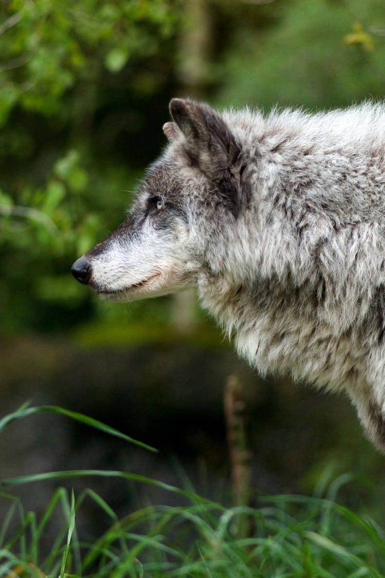 A Close-Up Shot Of A Wolf