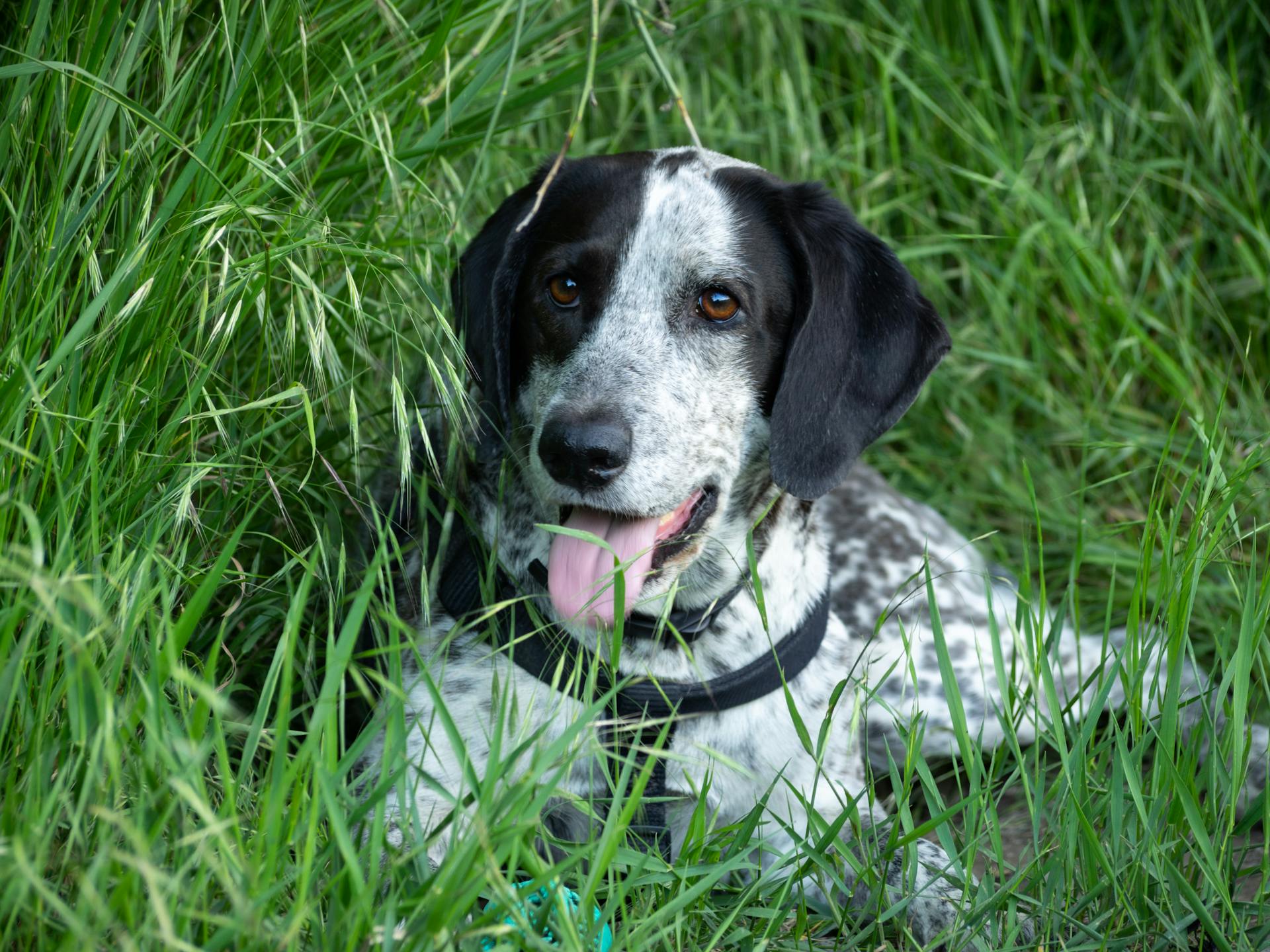 Een Engelse pointer die op het gras ligt