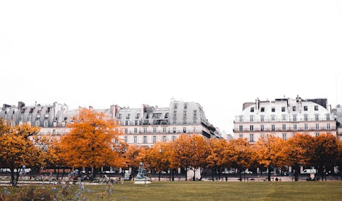 Golden Trees Growing near Historic Buildings 