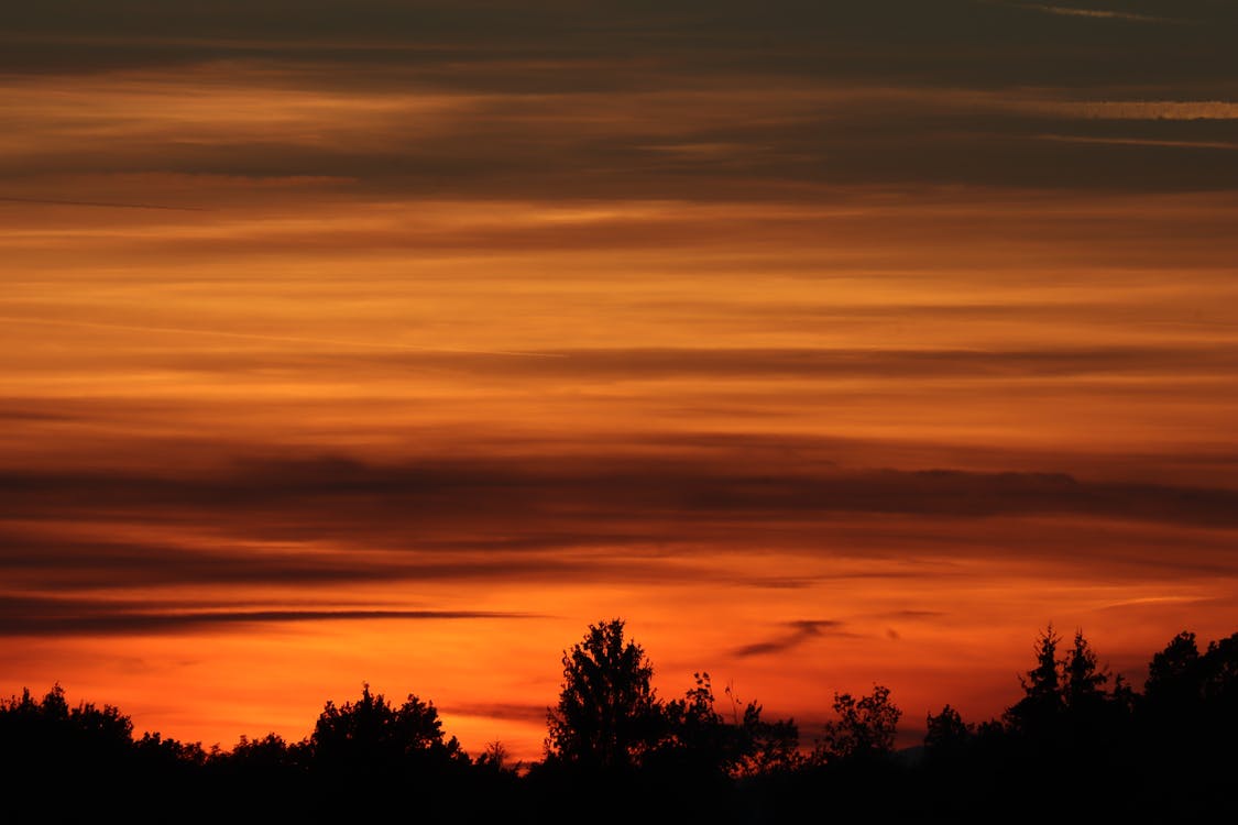 Silhouette of Trees during Sunset