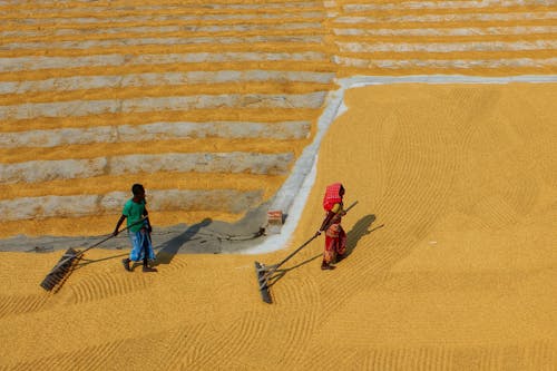 High Angle View of People Drying Rice Grain in a Yellow Field