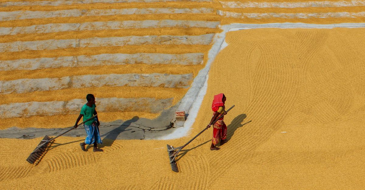 Drying Rice Fields High Angle View of People Drying Rice Grain in a Yellow Field · Free ...