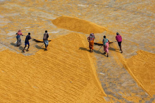 Aerial View of People Working on a Rice Drying Field 